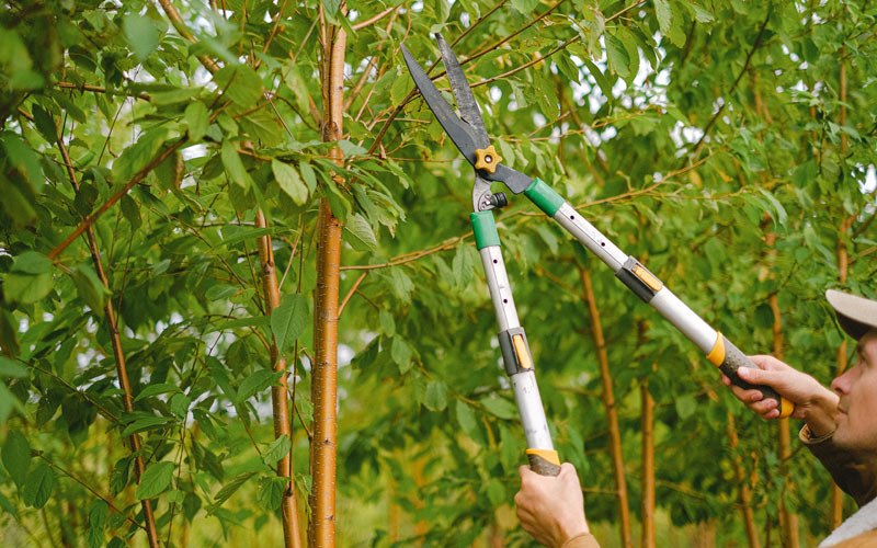 Tree trimming in Chevak, AK